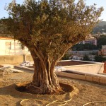 renovation-loft-macon-alpes-maritimes-06-var-83-monuments-historiques-compagnon-maconnerie